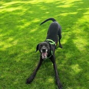 Rescue Labrador Retriever Dogs for Adoption in Saint George, Vermont - Lola-black | PetCurious