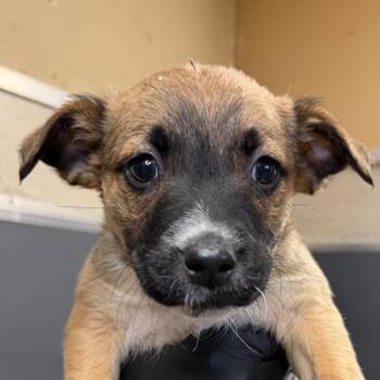 Shepherd Dogs Available for Adoption in Palm Springs, California - Tully | PetCurious