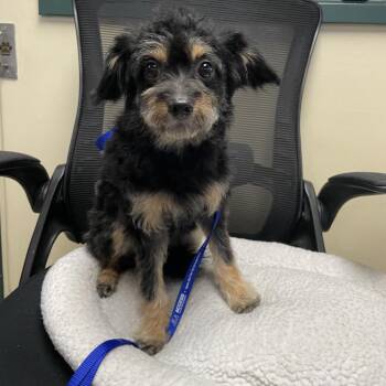 Soda -  Pomeranian and Poodle Dog for Adoption in Pasadena, California - Soda | PetCurious