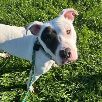 Kash -  Pit Bull Terrier Dog for Adoption in Philadelphia, Pennsylvania - Kash | PetCurious