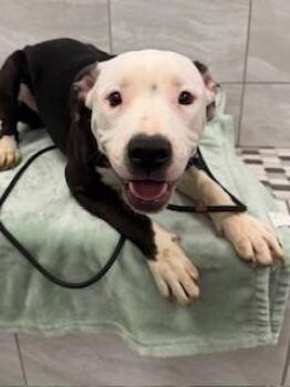 Pit Bull Terrier Dogs Available for Adoption - Freda Yrly 38 | PetCurious