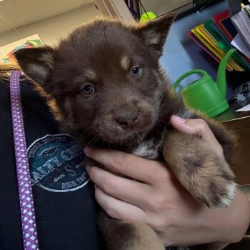 Collie and Australian Cattle Dog Blue Heeler Dogs Available for Adoption in Casa Grande, Arizona - Sophia | PetCurious
