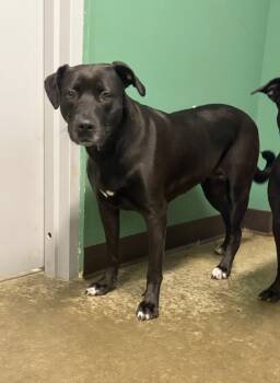 Betty -  Pit Bull Terrier Dog for Adoption in Seneca, Pennsylvania - Betty | PetCurious