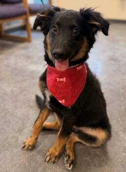 Collie and German Shepherd Dog Dogs Available for Adoption - Takoda | PetCurious