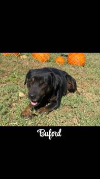 Rescue Shepherd Dogs for Adoption in Denison, Texas - Buford | PetCurious