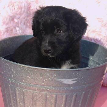 Shepherd and Siberian Husky Dogs Available for Adoption in Cincinnati, Ohio - Ursa | PetCurious