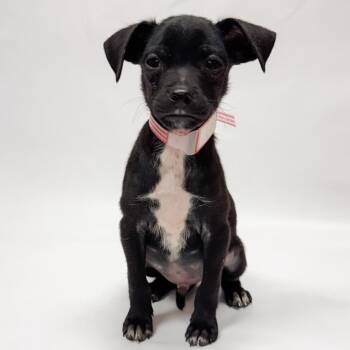 685 (2026) Gucci -  Chihuahua and Mixed Breed Dog for Adoption in Parker, Colorado - 685 (2026) Gucci | PetCurious
