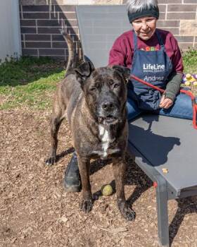 Mixed Breed Dogs Available for Adoption in Chamblee, Georgia - Monkey Toes | PetCurious