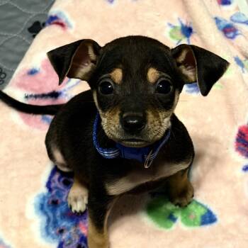Louie -  Miniature Pinscher and Chihuahua Dog for Adoption - Louie | PetCurious