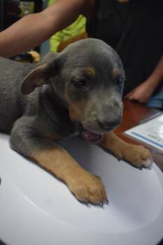 Doberman Pinscher and Mixed Breed Dogs Available for Adoption - Lexi (Lopez P1) | PetCurious