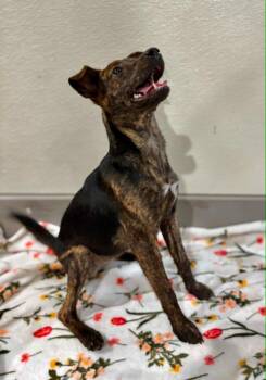 Buttercup -  Mixed Breed Dog for Adoption in Taycheedah, Wisconsin - Buttercup | PetCurious