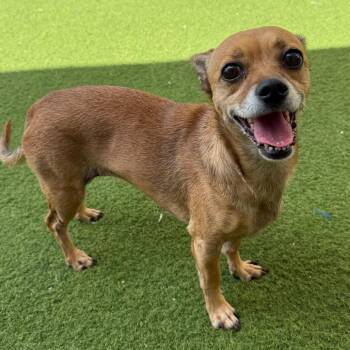 Mindy 9470 -  Pug Dog for Adoption in Loxahatchee Groves, Florida - Mindy 9470 | PetCurious