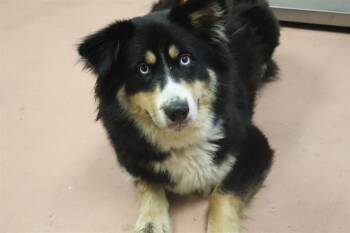 Mixed Breed Dogs Available for Adoption in Columbia, South Carolina - APPLE TURNOVER | PetCurious