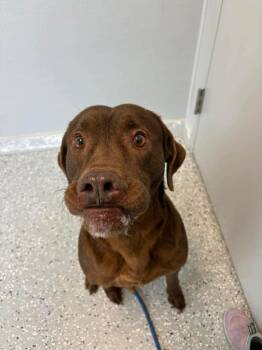 Labrador Retriever and Pit Bull Terrier Dogs Available for Adoption in New Bern, North Carolina - Frank | PetCurious