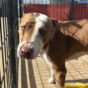 Brittany -  Mixed Breed Dog for Adoption in Lake Jackson, Texas - Brittany | PetCurious