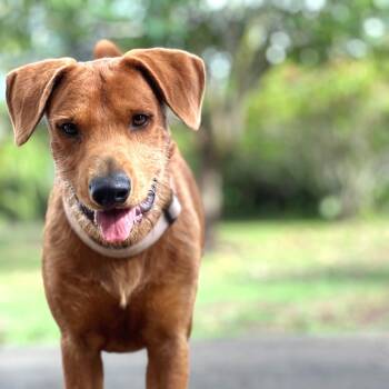 Rescue Mixed Breed Dogs for Adoption in Keaau, Hawaii - Brodie (AIR-Stray-12440) | PetCurious