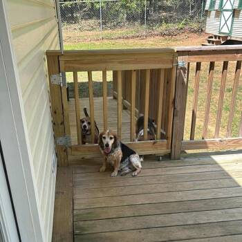 Beagle and Mixed Breed Dogs Available for Adoption in Raleigh, North Carolina - Elsie | PetCurious