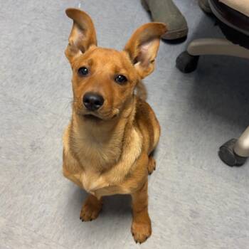 Mixed Breed Dogs Available for Adoption in San Francisco, California - Phoebe | PetCurious