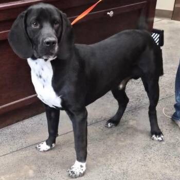 Phantom -  Labrador Retriever and Basset Hound Dog for Adoption in Sunderland, Maryland - Phantom | PetCurious