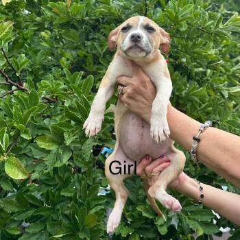 Kasama -  Shepherd Dog for Adoption in Chicago, Illinois - Kasama | PetCurious