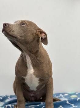 Mixed Breed Dogs Available for Adoption in Cambridge, Maryland - Pearl | PetCurious