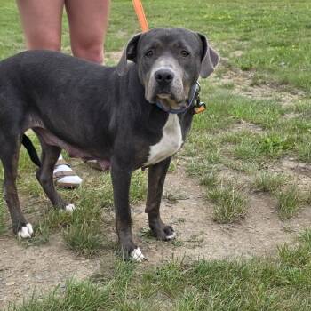 Julez -  Mixed Breed Dog for Adoption in Glenfield, New York - Julez | PetCurious
