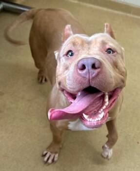 American Bulldog and Mixed Breed Dogs Available for Adoption - KHALESSI | PetCurious