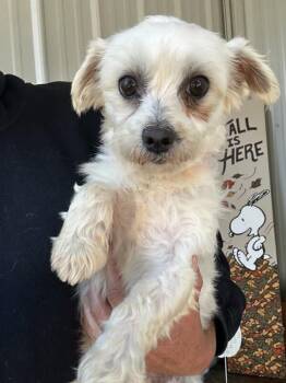 Mae -  Maltese Dog for Adoption in Fredericksburg, Virginia - Mae | PetCurious