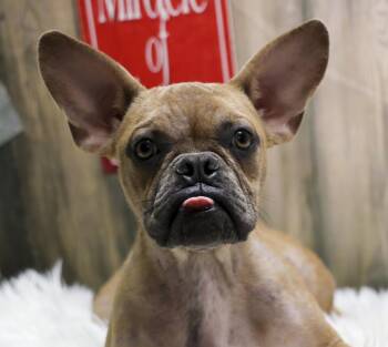 Saint -  French Bulldog Dog for Adoption in Casa Grande, Arizona - Saint | PetCurious