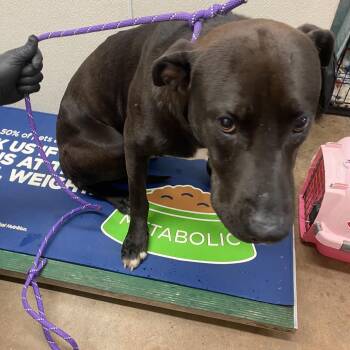 Mixed Breed Dogs Available for Adoption in Lake Jackson, Texas - Morris | PetCurious