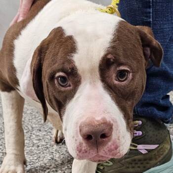 Mimi -  Pit Bull Terrier Dog for Adoption in Des Moines, Iowa - Mimi | PetCurious