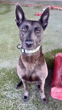 XENA -  Dutch Shepherd and Mixed Breed Dog for Adoption in Doral, Florida - XENA | PetCurious