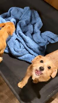 Schnauzer and Terrier Dogs Available for Adoption in Inez, Texas - Hansel | PetCurious