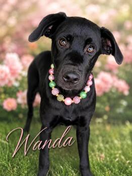 Black Labrador Retriever Dogs Available for Adoption in Houston, Texas - Wanda.........wants To Meets You! | PetCurious