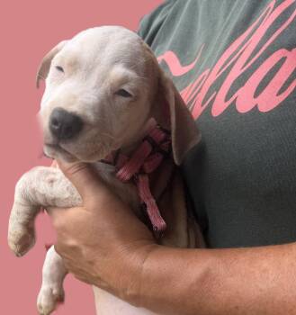 Kittle -  Mixed Breed Dog for Adoption in Jackson, Mississippi - Kittle | PetCurious