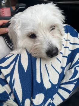 Maltese Dogs Available for Adoption in Minneapolis, Minnesota - Princesa | PetCurious