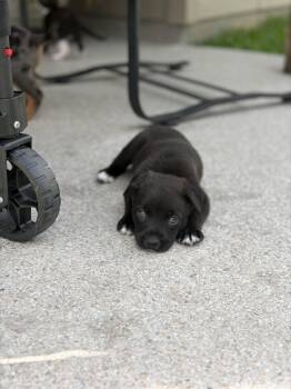 Australian Shepherd and Black Labrador Retriever Dogs Available for Adoption in The Woodlands, Texas - Tala | PetCurious
