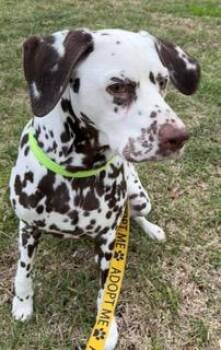 Dalmatian Dogs Available for Adoption in Wekiwa Springs, Florida - Wynter | PetCurious