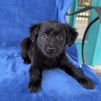 Casette -  Terrier and Shepherd Dog for Adoption in Carencro, Louisiana - Casette | PetCurious