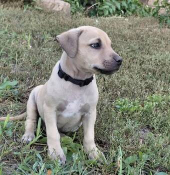 Rescue Mixed Breed Dogs for Adoption in Sun Prairie, Wisconsin - Cory | PetCurious