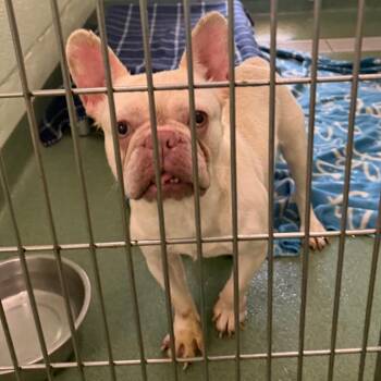 Felicia -  French Bulldog Dog for Adoption in West Palm Beach, Florida - Felicia | PetCurious