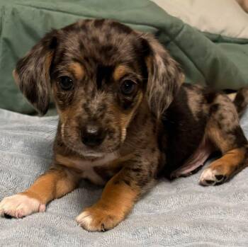 Goose -  Dachshund and Yorkshire Terrier Dog for Adoption in Grand Bay, Alabama - Goose | PetCurious