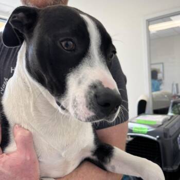 Hound and Mixed Breed Dogs Available for Adoption in Nashville, Tennessee - Brewer | PetCurious
