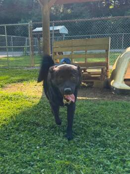 Jaxx -  Mixed Breed Dog for Adoption in Leitchfield, Kentucky - Jaxx | PetCurious
