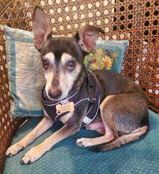 Tater -  Miniature Pinscher and Chihuahua Dog for Adoption in Greenville, South Carolina - Tater | PetCurious
