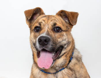 Rescue Shepherd Dogs for Adoption in San Luis Obispo, California - Nala | PetCurious