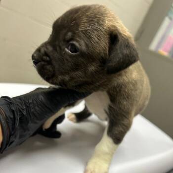 Terrier Dogs Available for Adoption in Lufkin, Texas - Pear | PetCurious