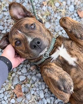 Biscuit -  Mixed Breed Dog for Adoption in Elizabethtown, North Carolina - Biscuit | PetCurious