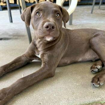 Banjo -  Pit Bull Terrier and Labrador Retriever Dog for Adoption in Amarillo, Texas - Banjo | PetCurious