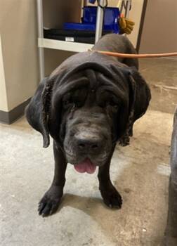 Rescue Mastiff Dogs for Adoption in Ontario, California - AUGUSTUS | PetCurious